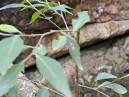 Maytenus acuminata branchlets and leaves